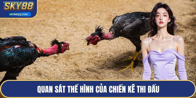 Quan sát thể hình của chiến kê thi đấu